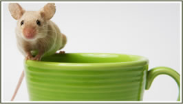 Mouse on Cup